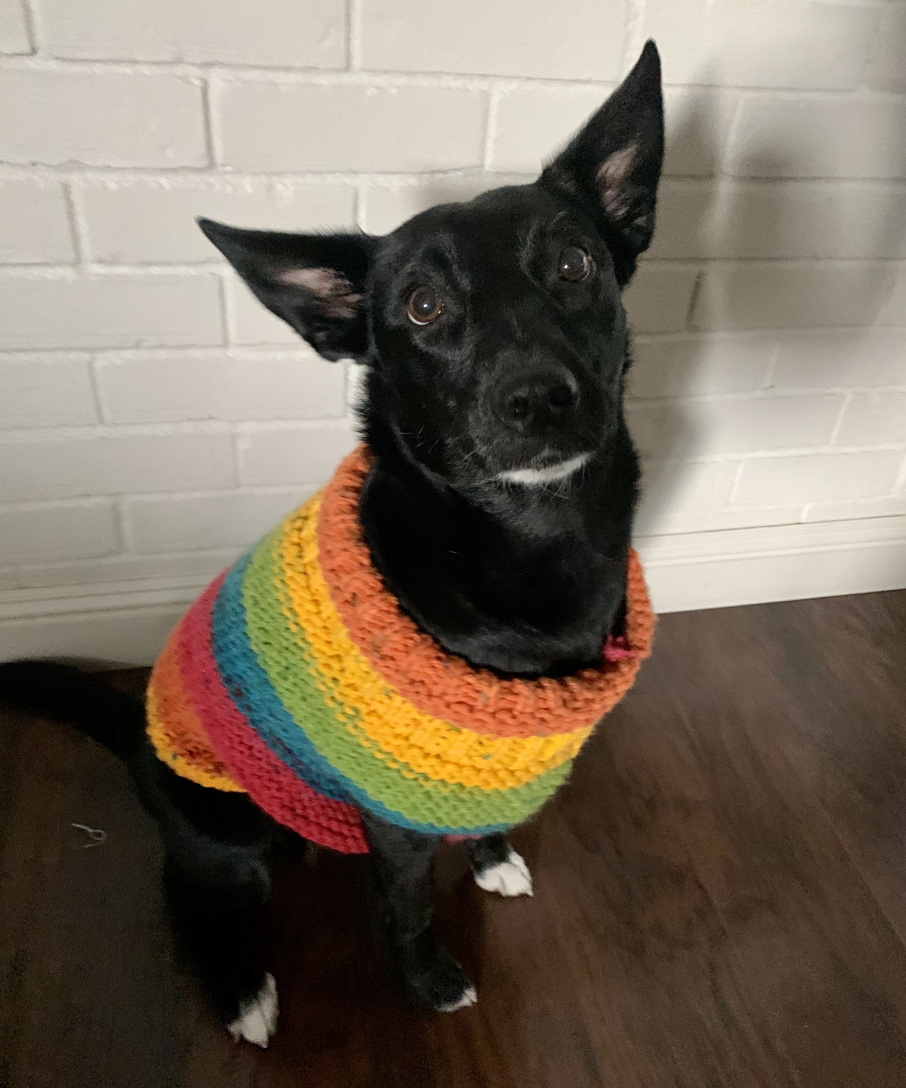 Suki in a sweater